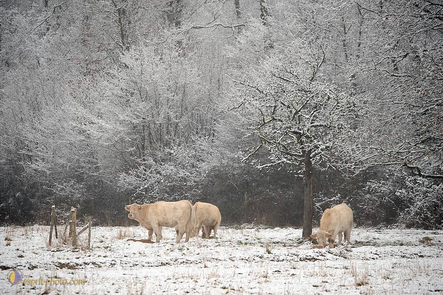 Nom de l'image : D30038027_1_(c)Norbert-JUNG — Description :